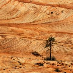 Sandstone in Utah, Zion National Park